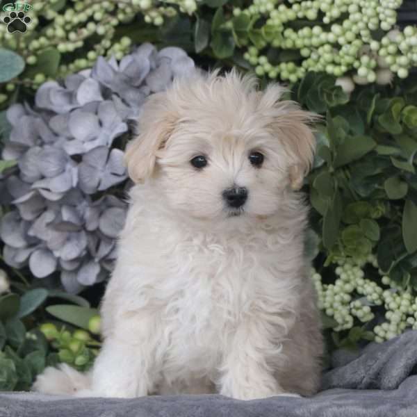 Drake, Maltipoo Puppy